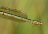 Lestes sponsa